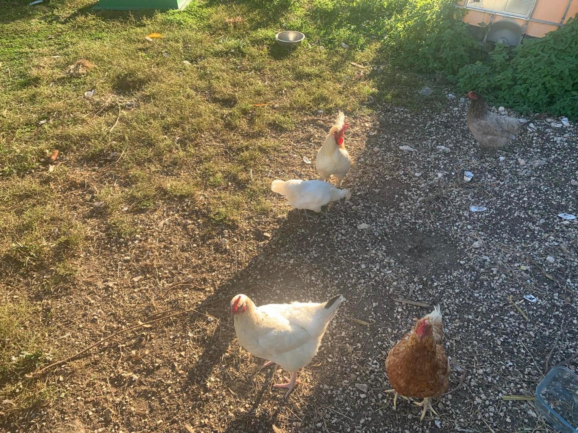 Logement Independant Le Poulailler Proche Guedelon Treigny Dış mekan fotoğraf